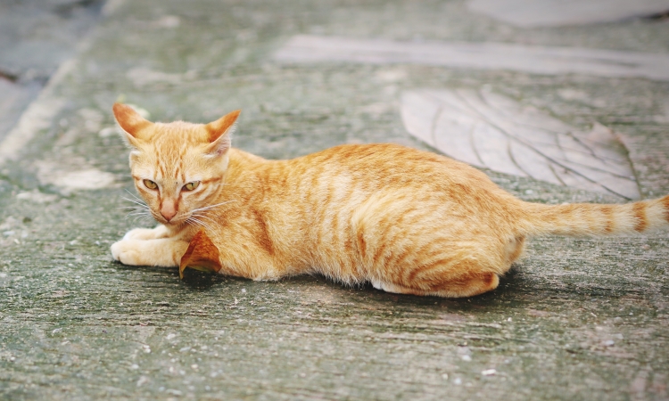 I parassiti delle vie respiratorie del gatto: da cacciatore a preda